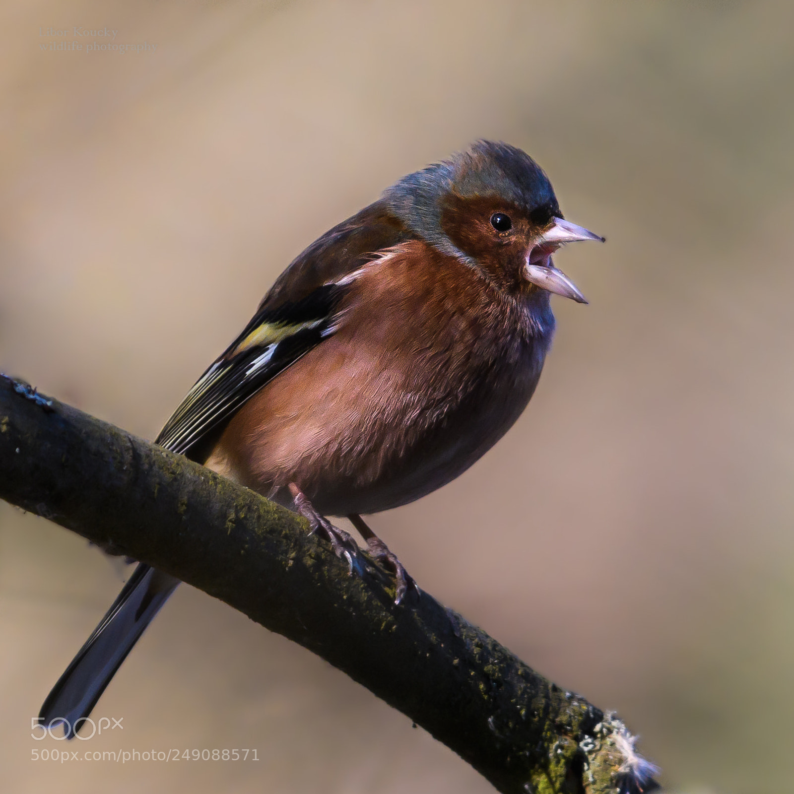 Nikon D500 sample photo. Chaffinch (fringilla coelebs) photography