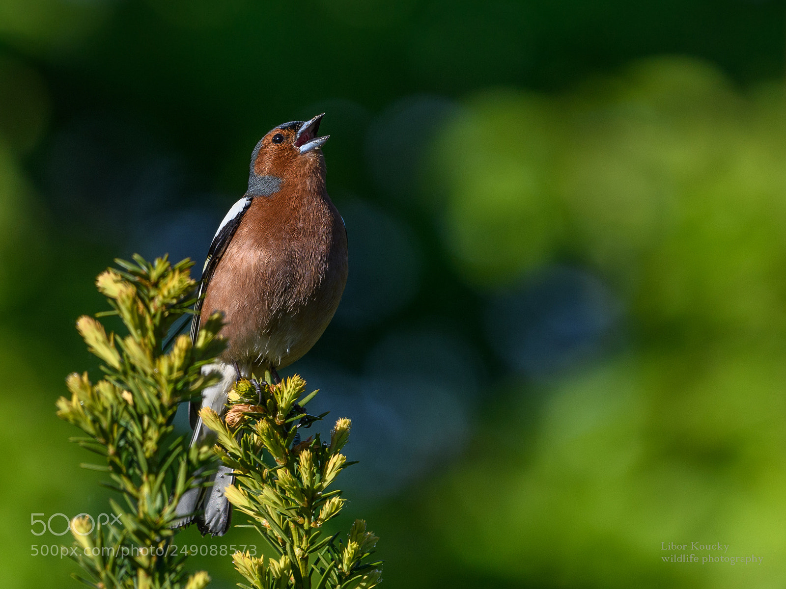 Nikon D500 sample photo. Chaffinch (fringilla coelebs) photography