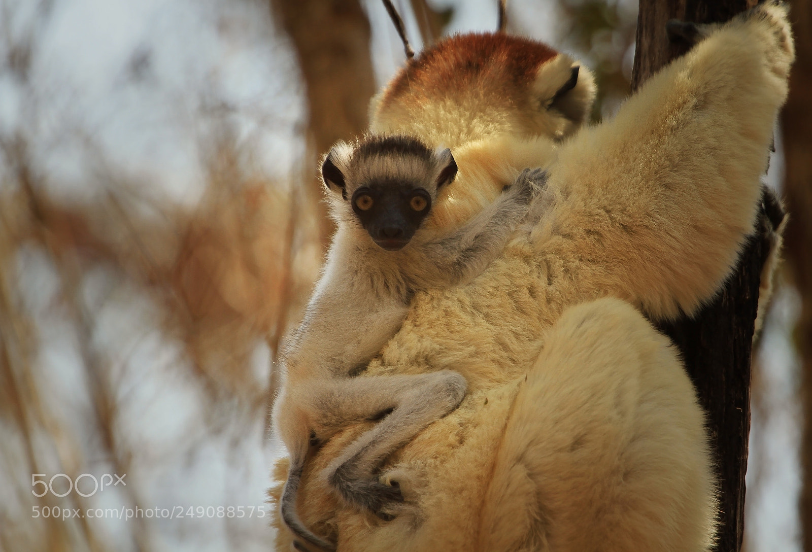 Canon EOS 7D sample photo. Verreaux's sifakas newborn photography