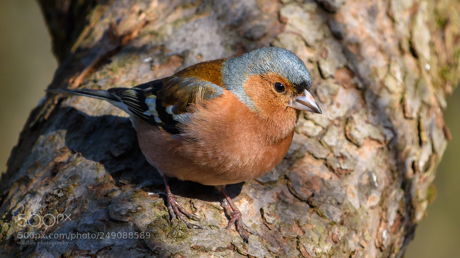 Nikon D5500 sample photo. Chaffinch (fringilla coelebs) photography