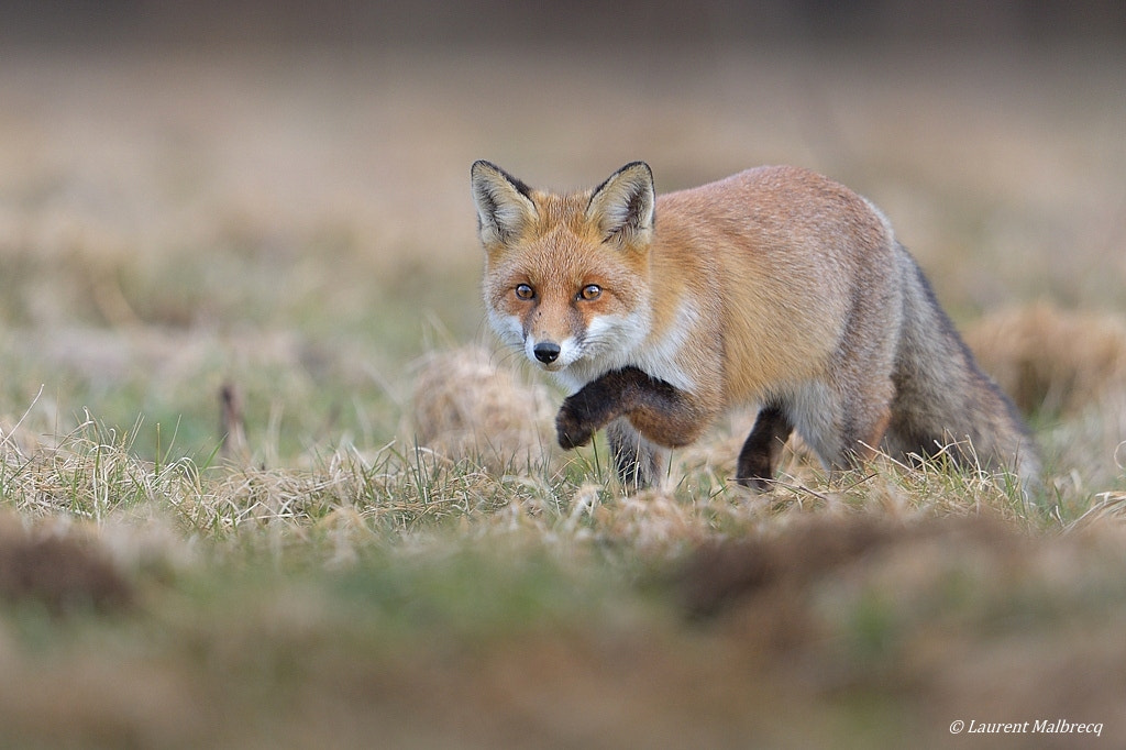 Nikon AF-S Nikkor 600mm F4G ED VR sample photo. Renard photography