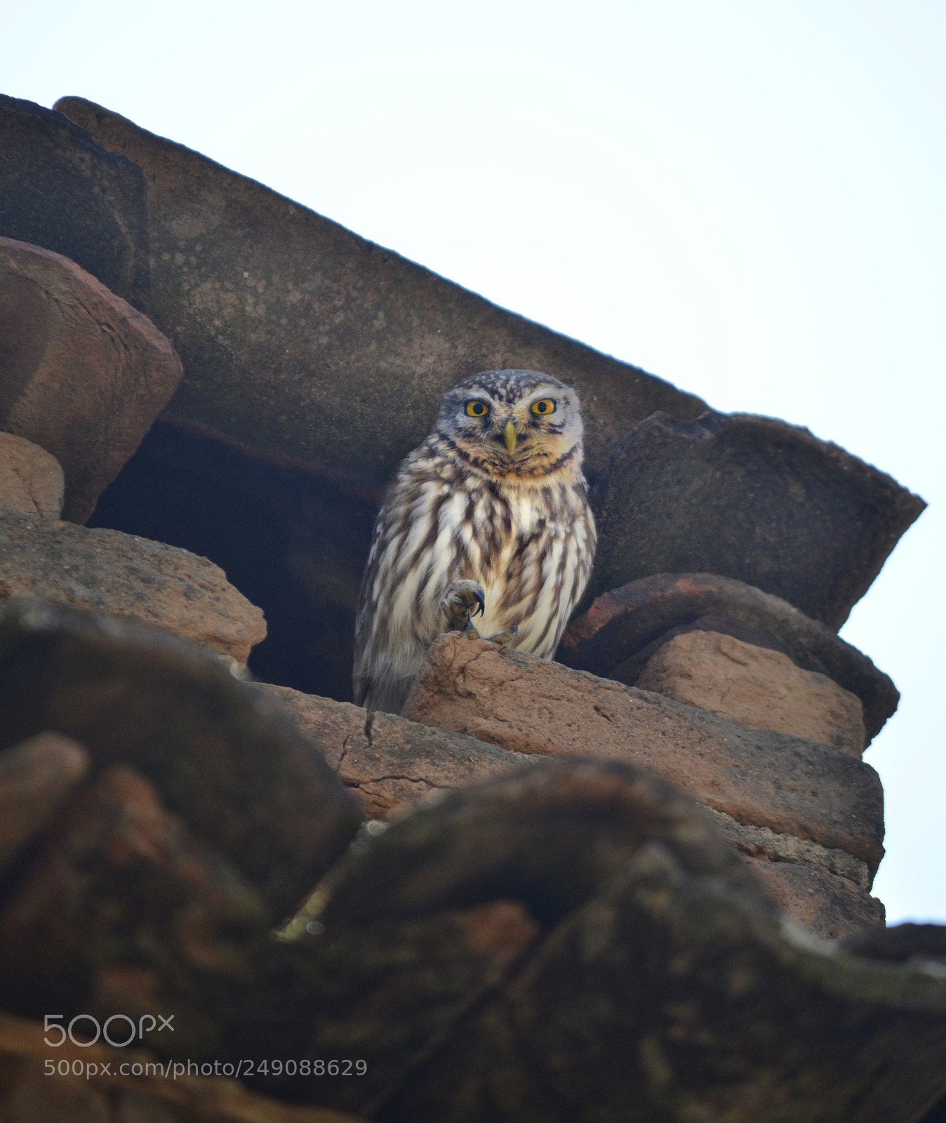 Nikon D5100 sample photo. Untitled photography
