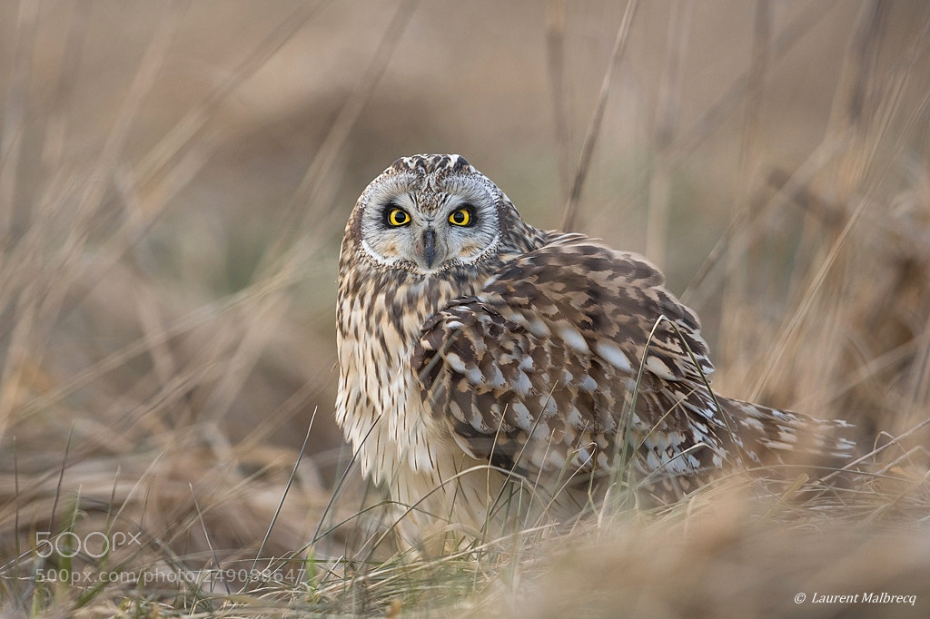 Nikon D500 sample photo. Hibou des marais photography