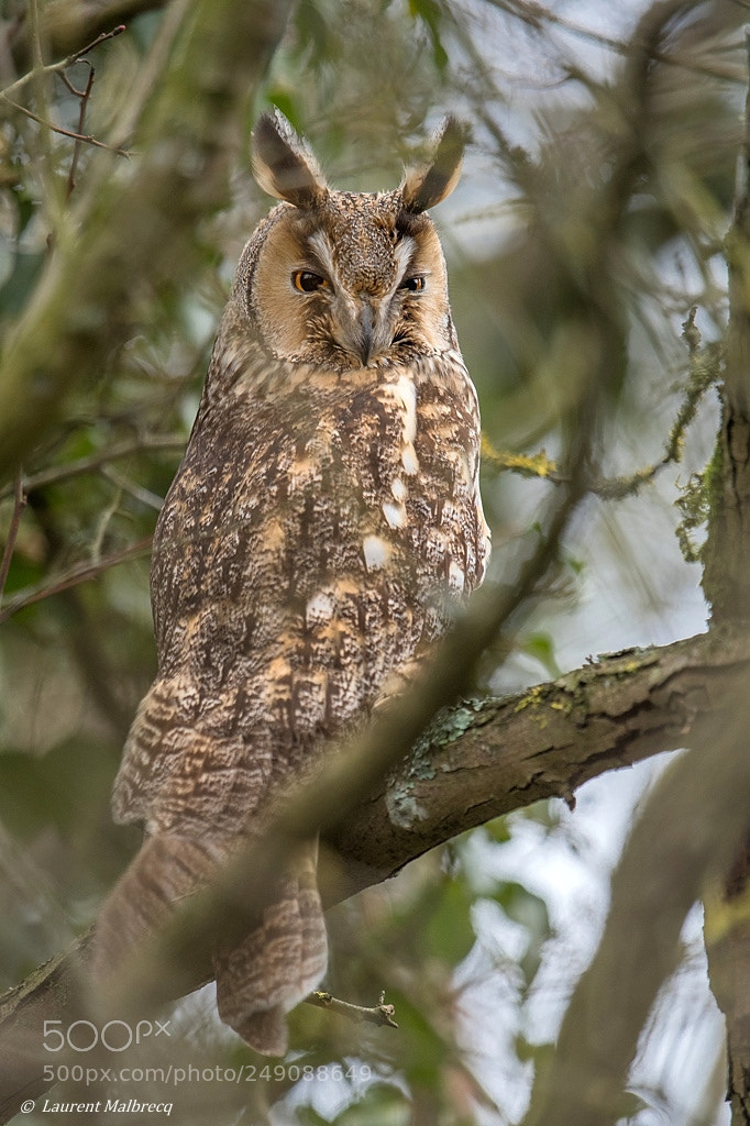 Nikon D500 sample photo. Hibou moyen duc photography