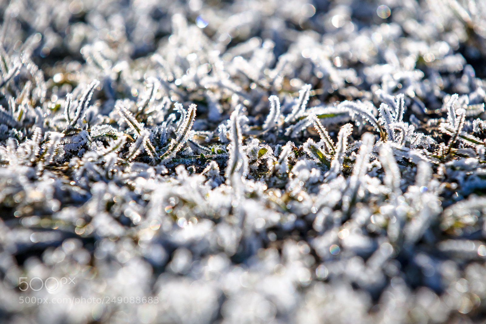 Sony Alpha DSLR-A900 sample photo. Grass covered with the photography