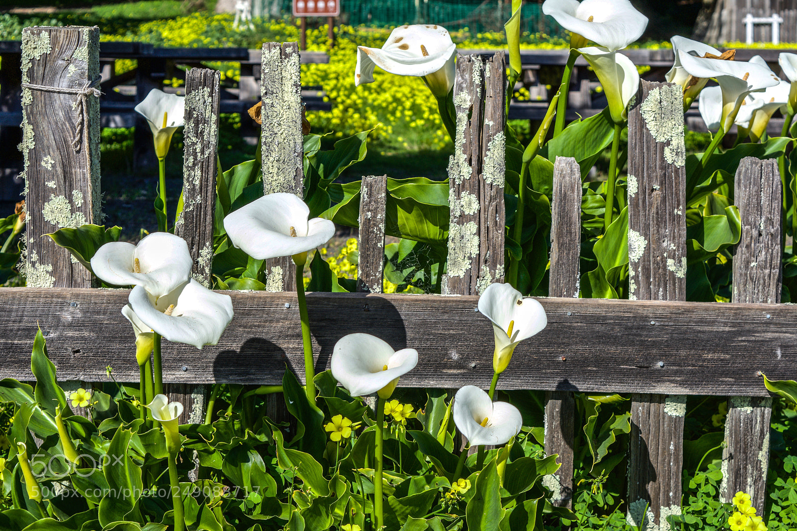 Nikon D7200 sample photo. Ranch-era call family residence photography