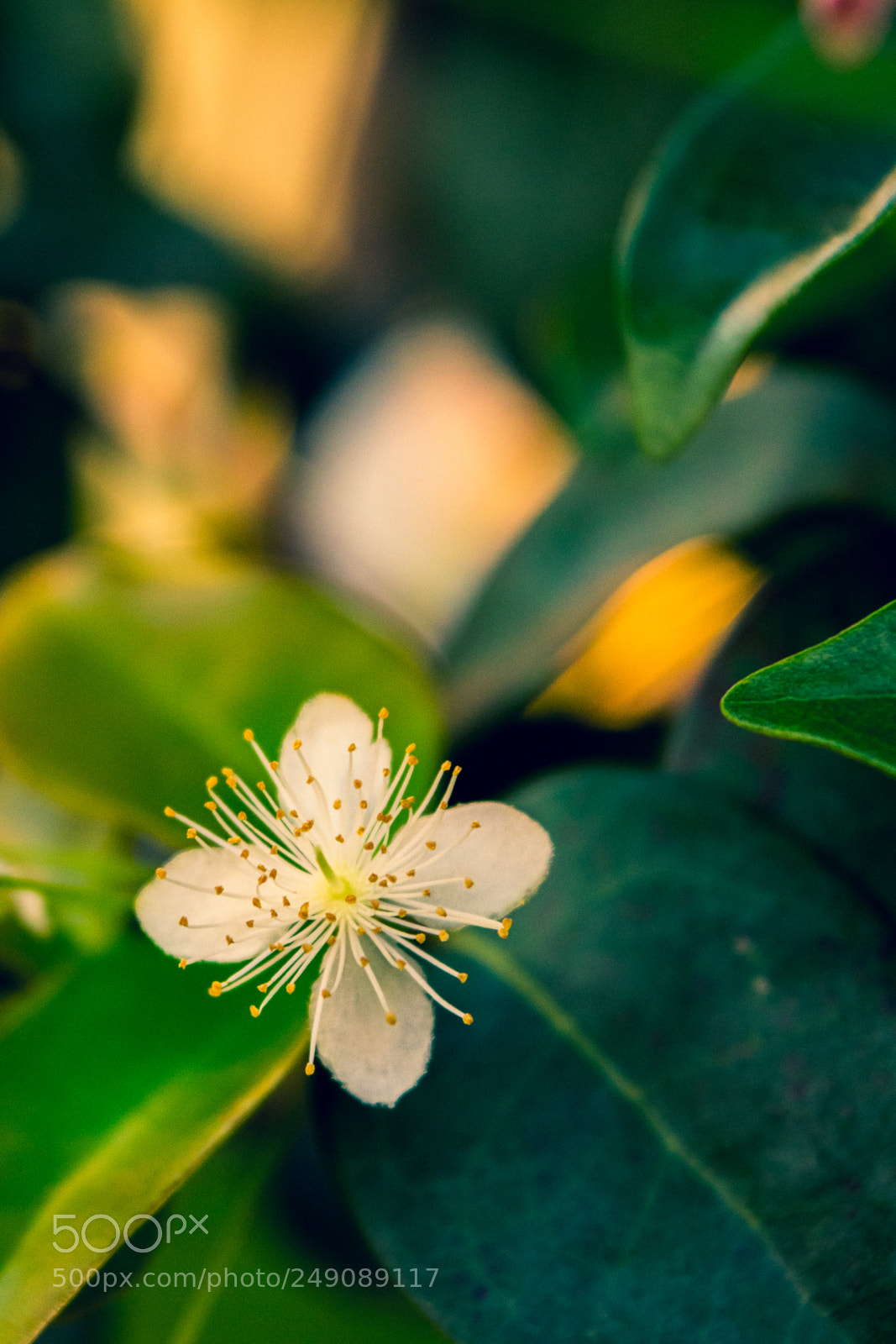Nikon D5300 sample photo. Eugenia uniflora photography