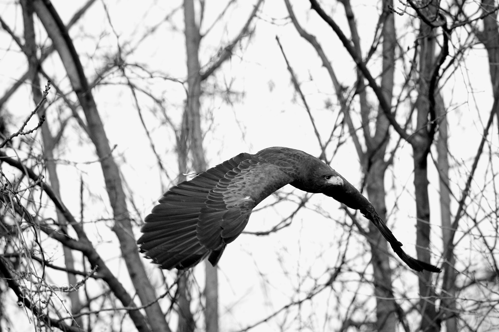 Canon EOS-1D X sample photo. Bw photography