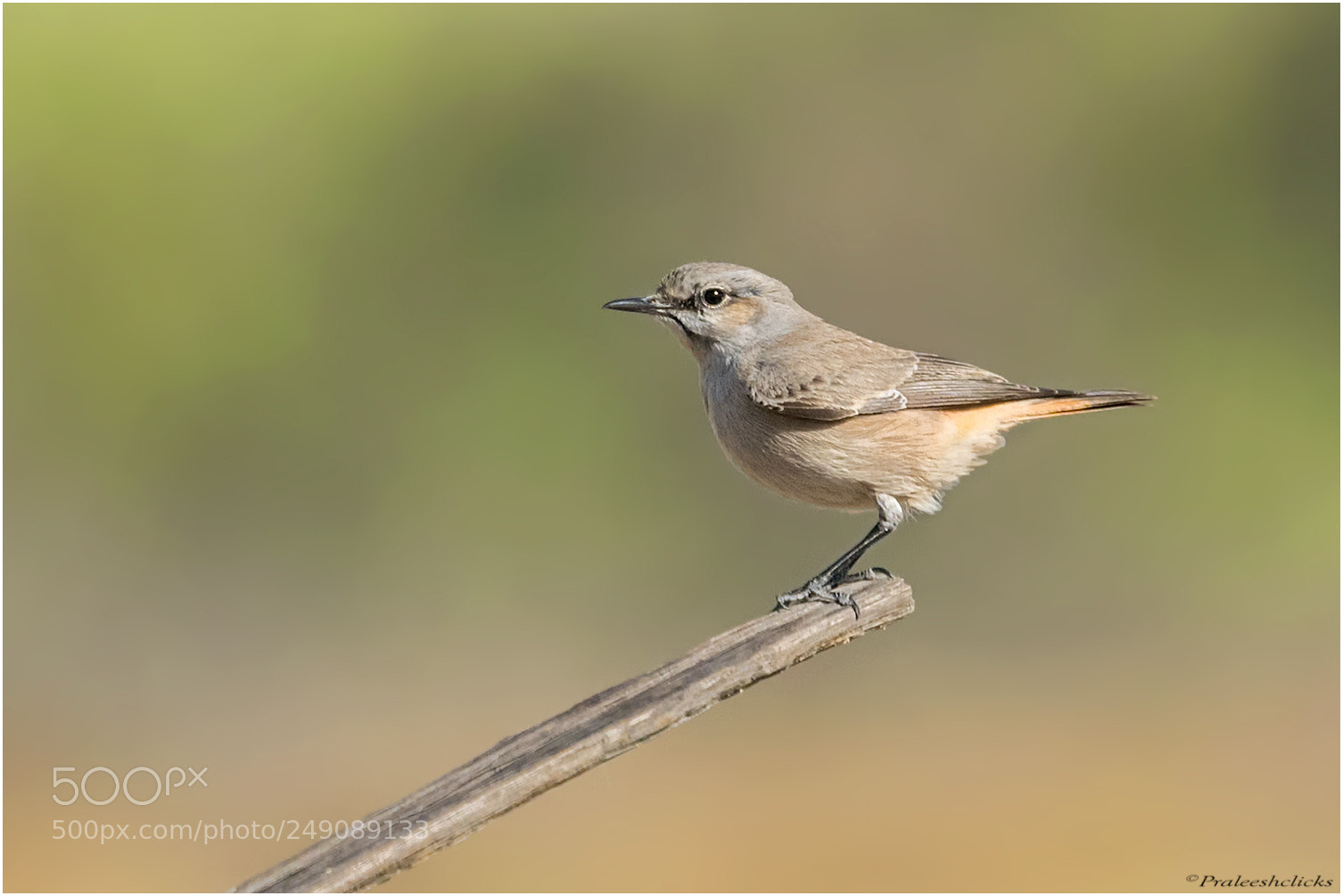 Nikon D500 sample photo. Red-tailed wheatear photography