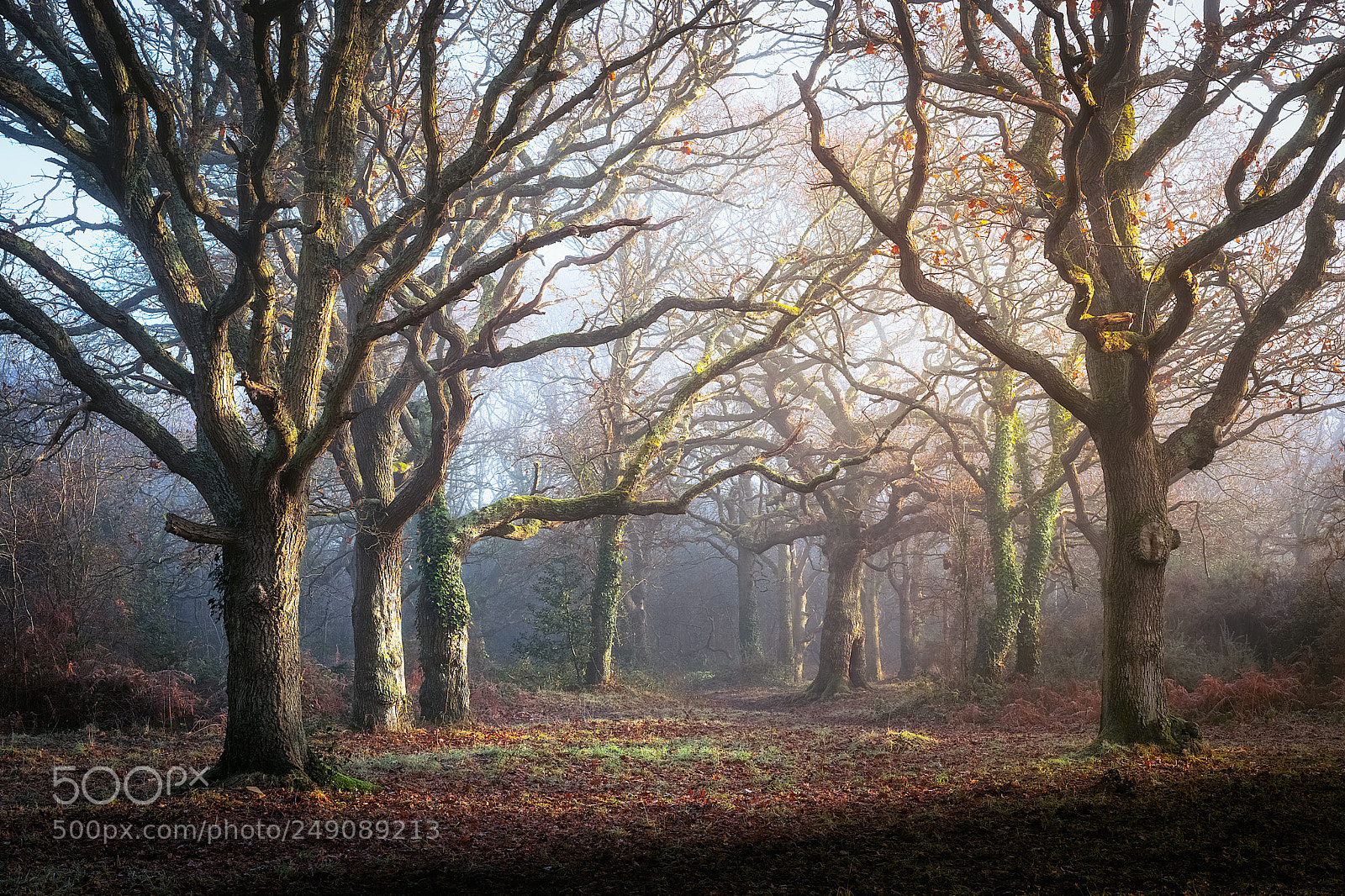 Sony a7 II sample photo. Winter colour photography