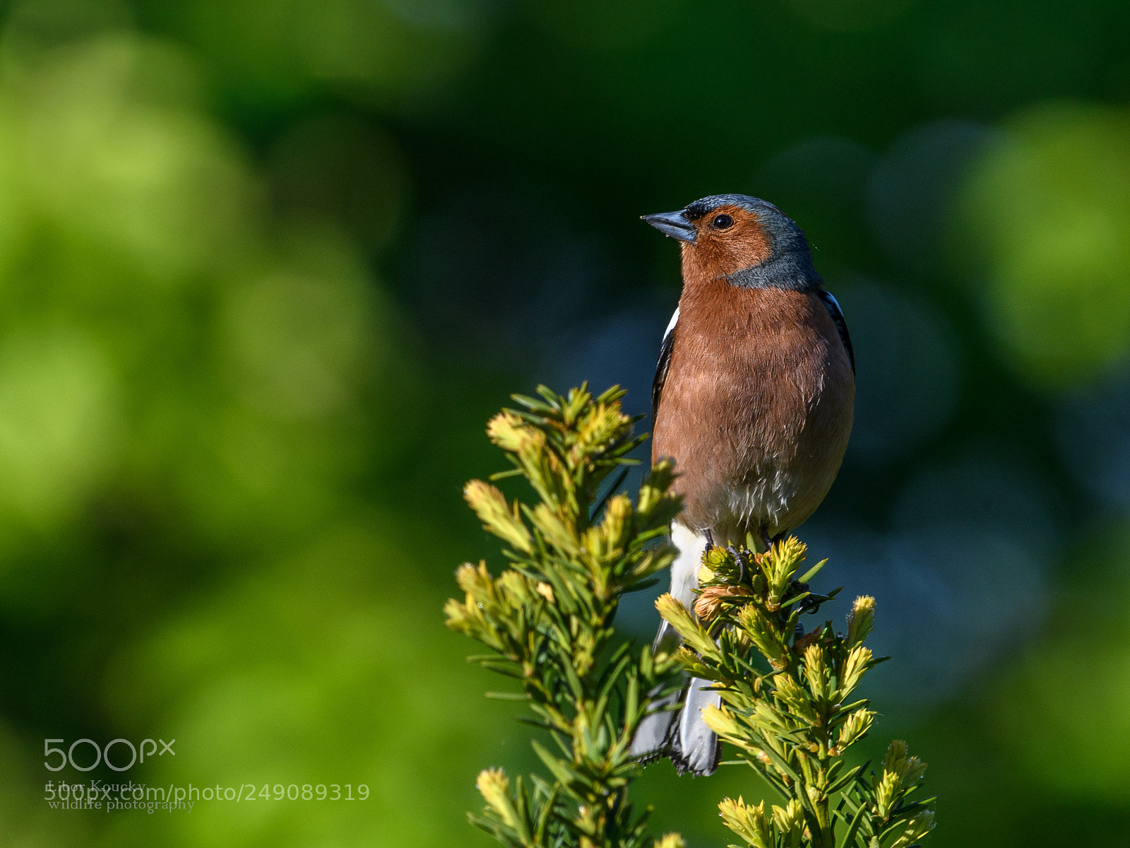 Nikon D500 sample photo. Chaffinch (fringilla coelebs) photography
