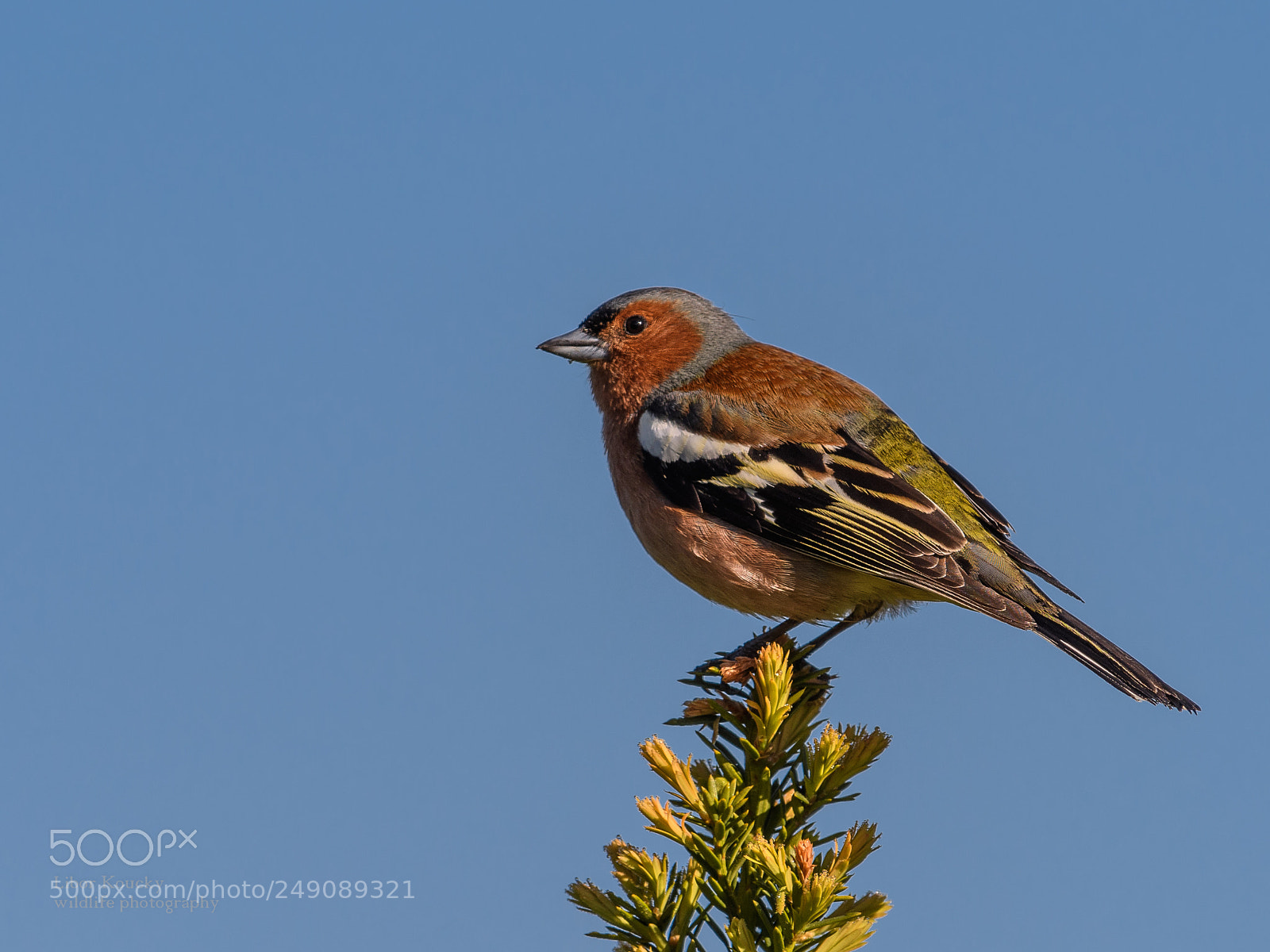 Nikon D500 sample photo. Chaffinch (fringilla coelebs) photography