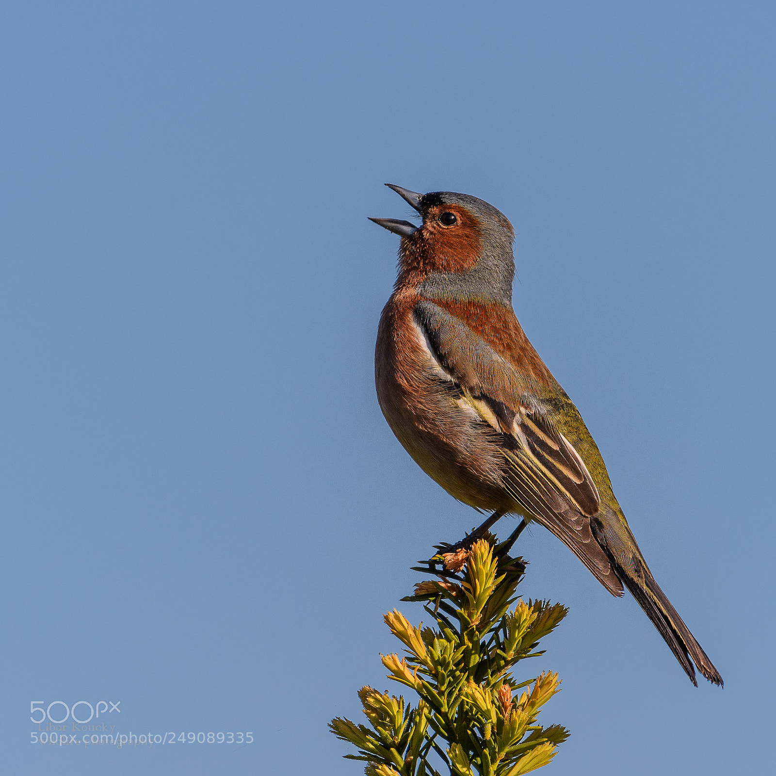Nikon D500 sample photo. Chaffinch (fringilla coelebs) photography
