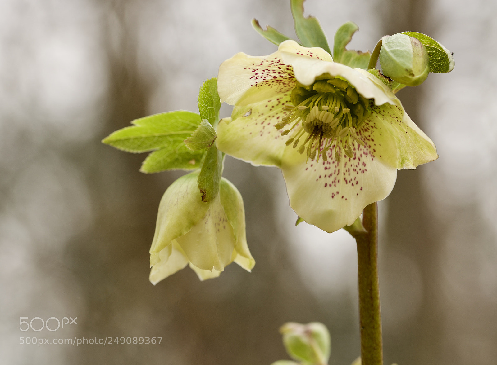 Nikon D7100 sample photo. Wild hellebore photography