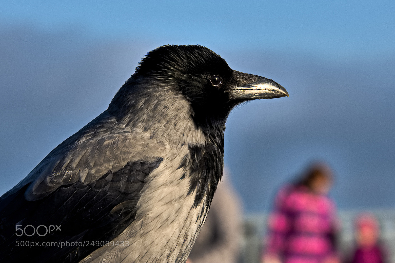 Nikon D7200 sample photo. Crow photography