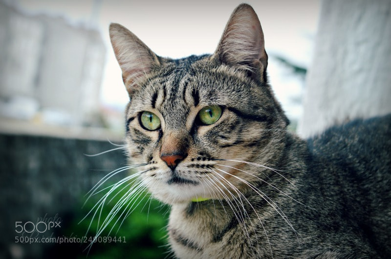 Nikon D3200 sample photo. Freddie! ? photography