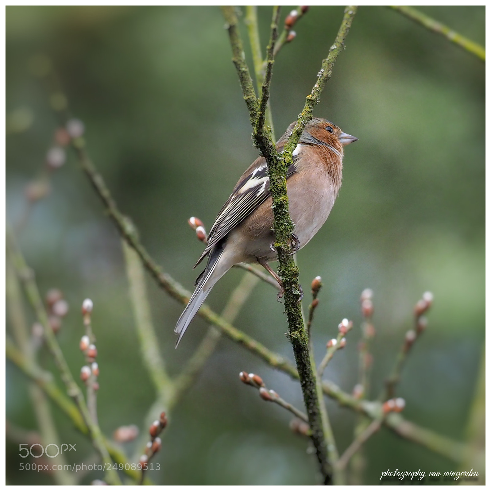 Olympus OM-D E-M1 Mark II sample photo. Vink photography