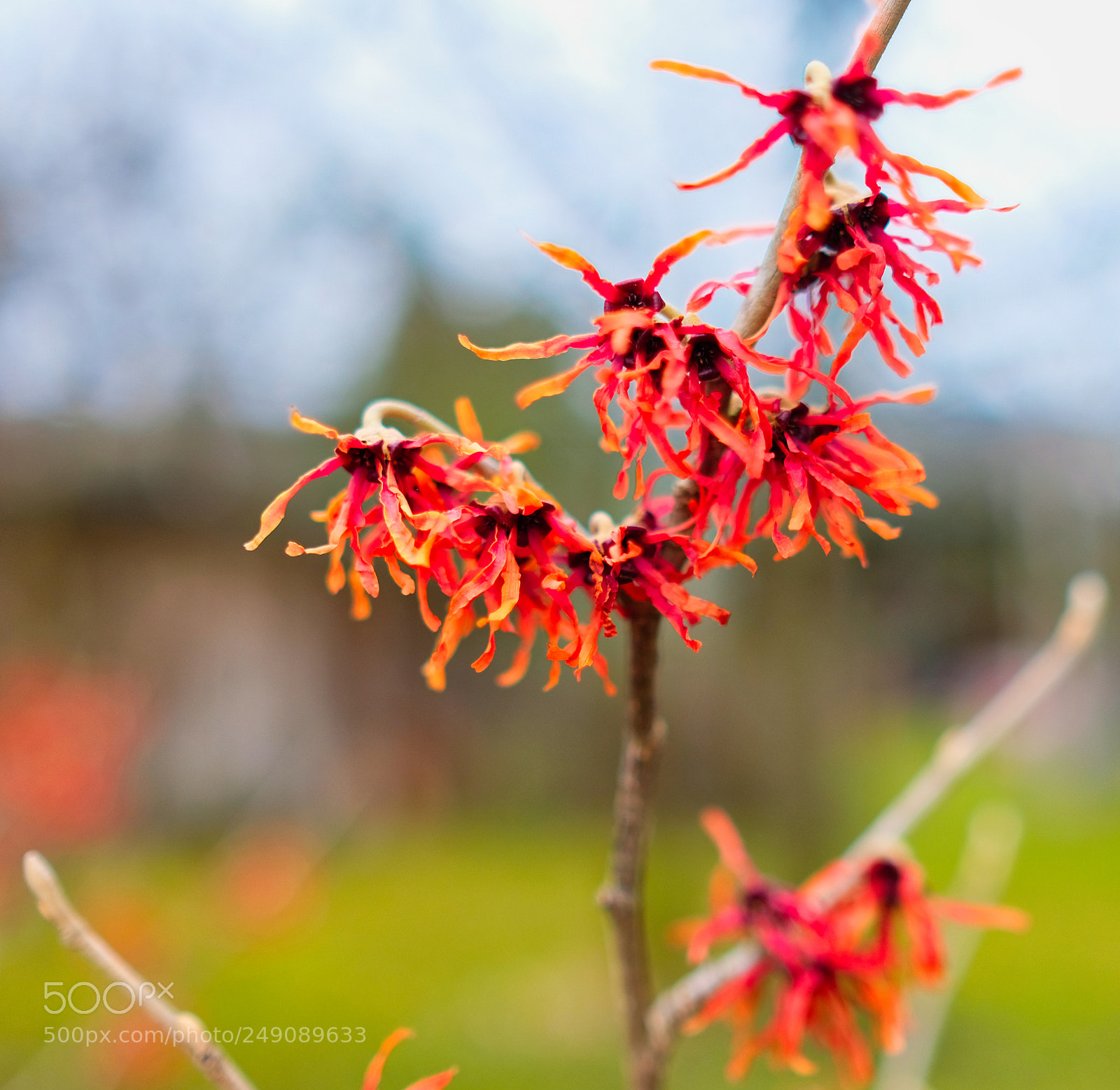 Fujifilm X-T2 sample photo. Red orange photography