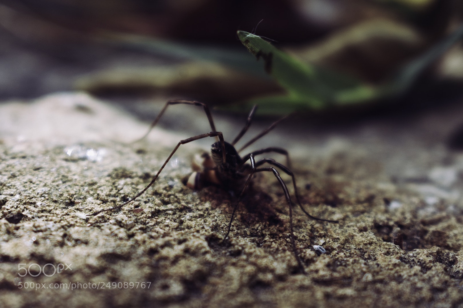 Nikon D3400 sample photo. Itsy bitsy spider... photography