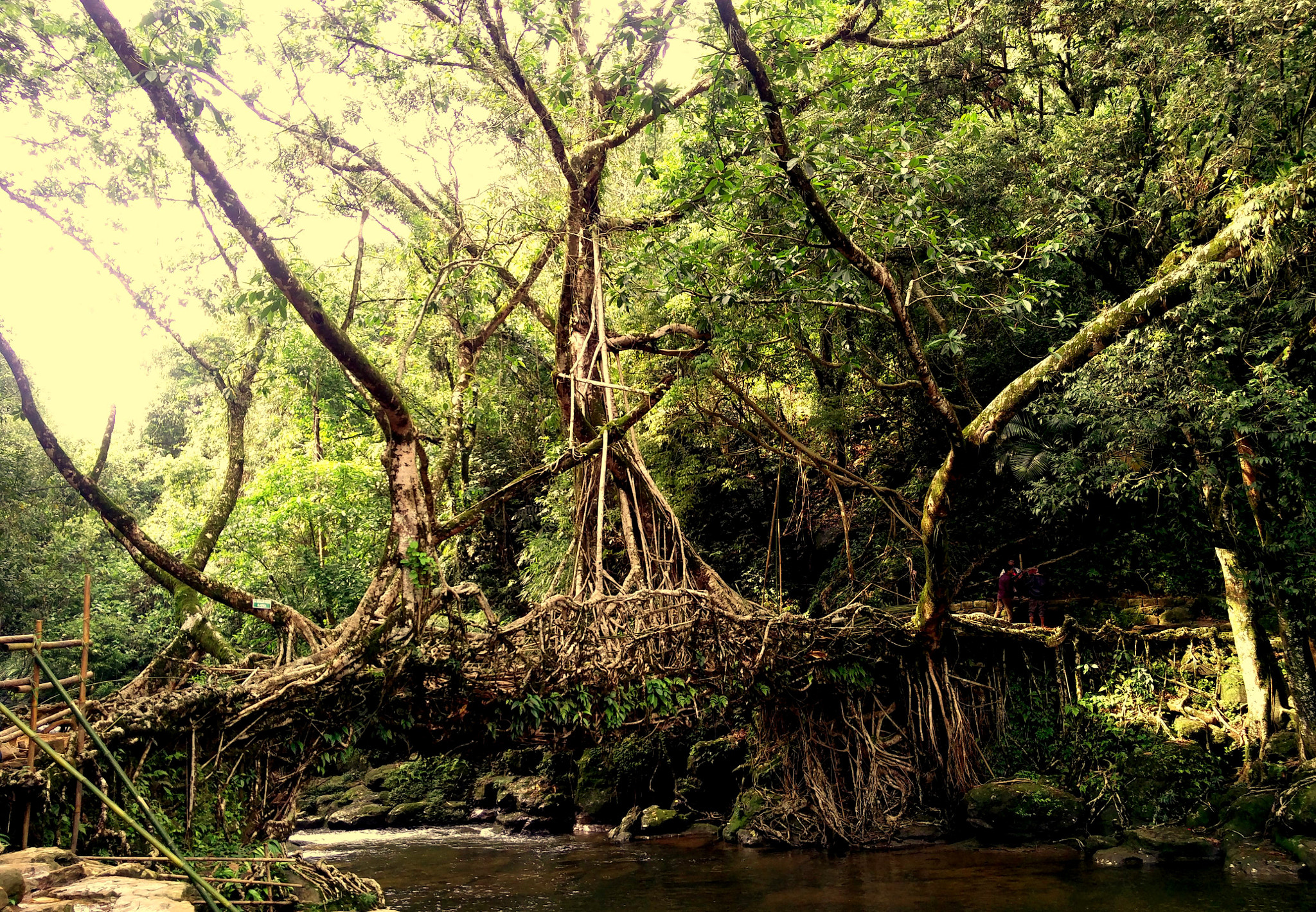 OnePlus 2 sample photo. Living root bridge, meghalaya photography