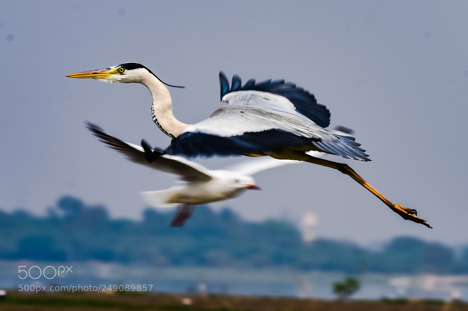 Nikon D7200 sample photo. Flying heron photography
