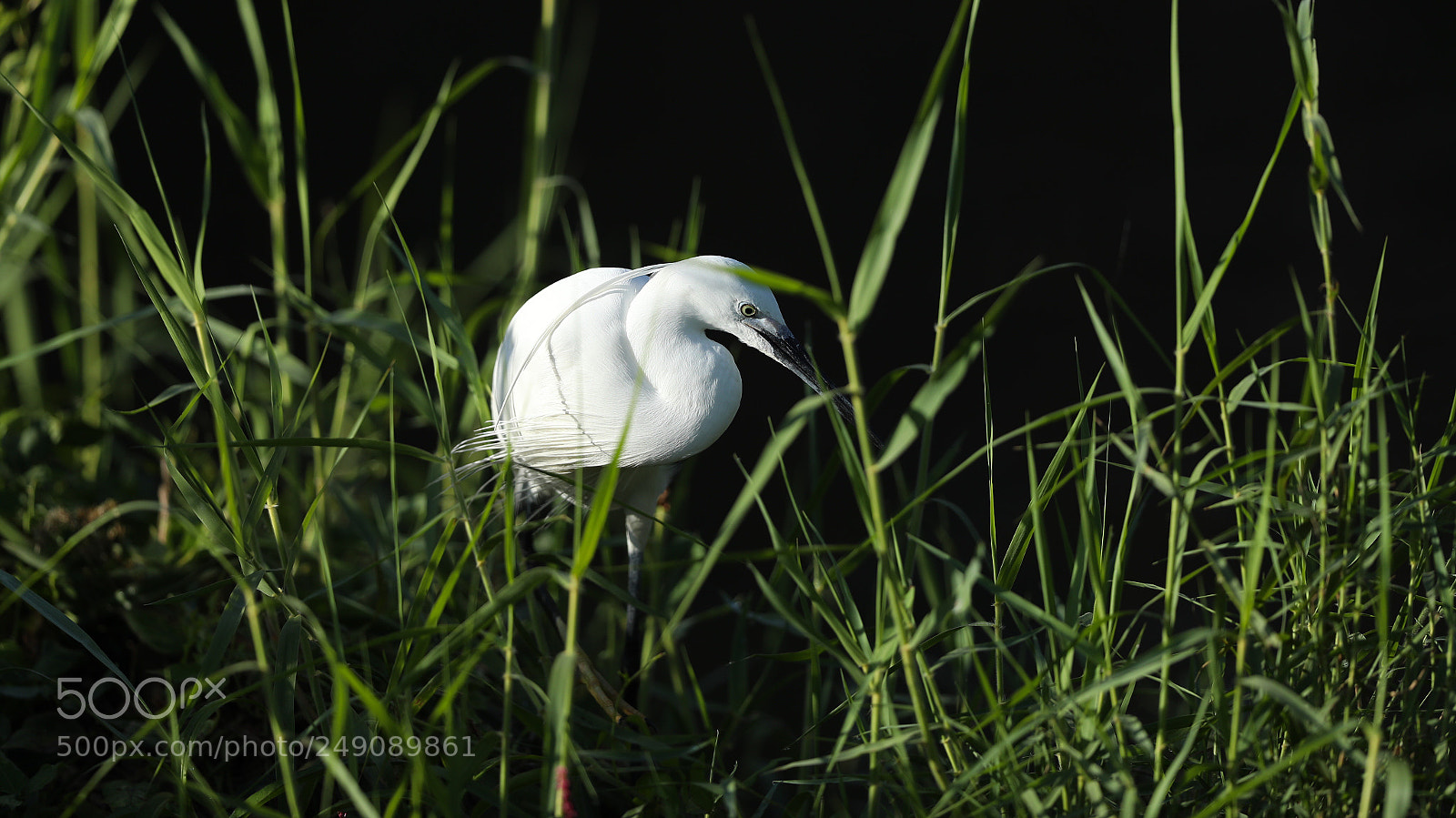 Canon EOS-1D X Mark II sample photo. Untitled photography