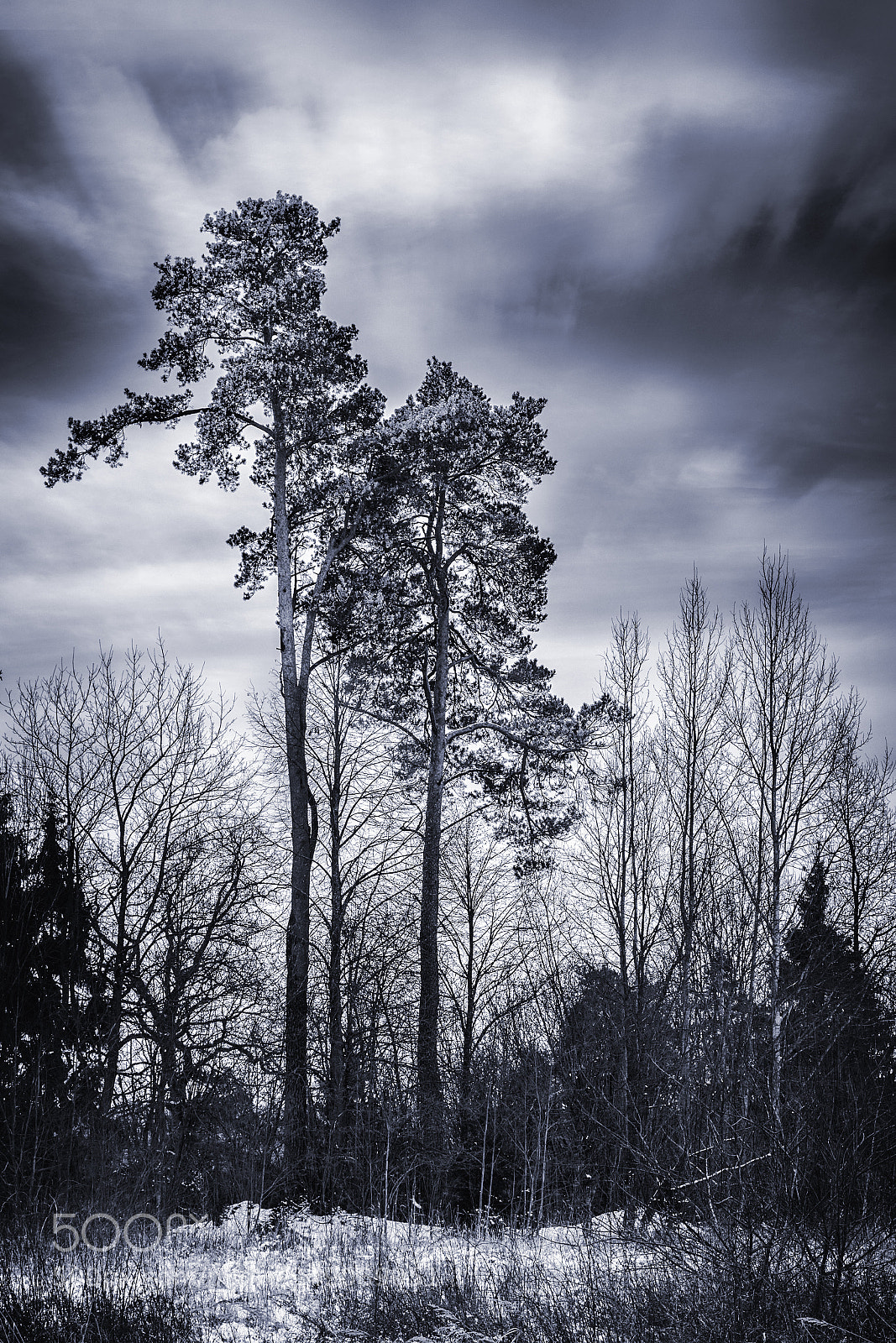 Canon EOS 7D Mark II sample photo. Magic forest of misty photography