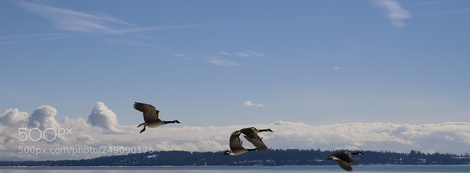Sony a7R III sample photo. Canadian geese flying through photography