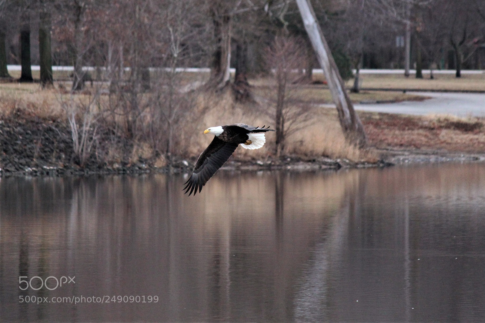 Canon EOS 650D (EOS Rebel T4i / EOS Kiss X6i) sample photo. Bald eagle 2018 photography