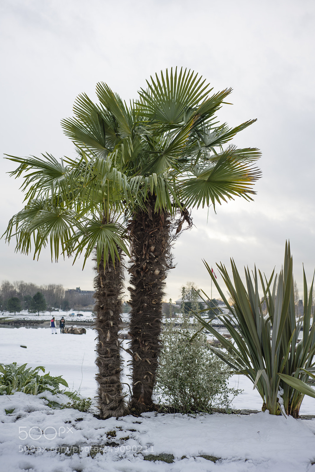 Sony a7R III sample photo. Dsc photography