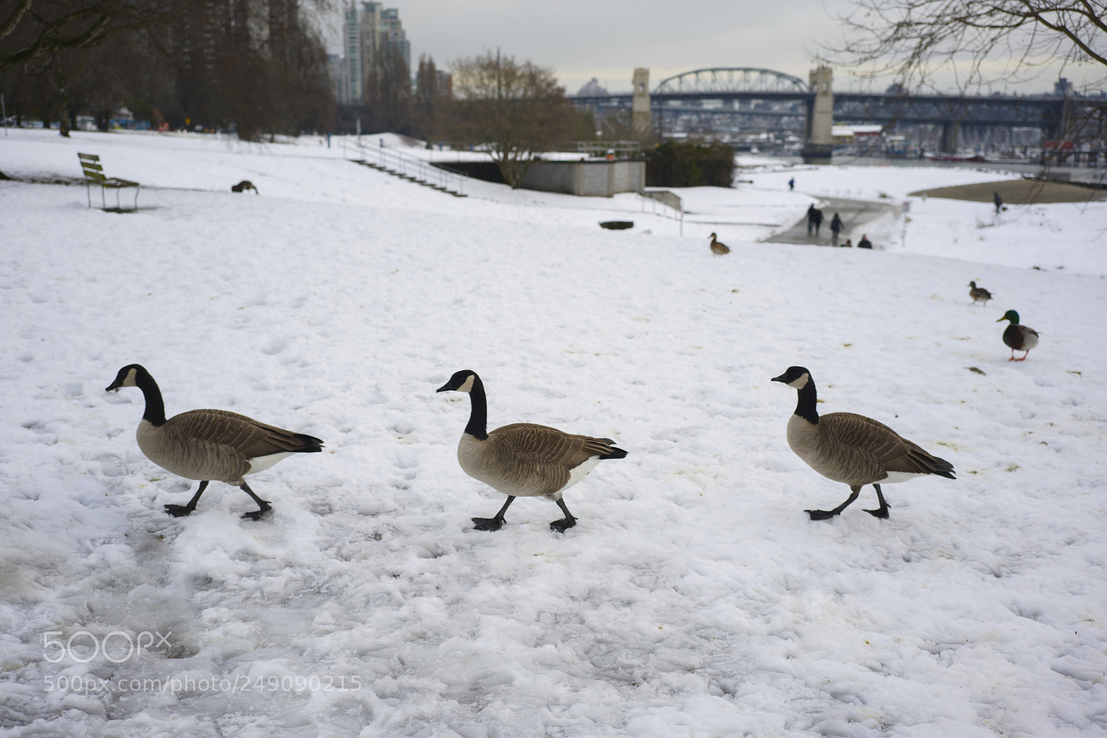 Sony a7R III sample photo. Canadian geese walking in photography