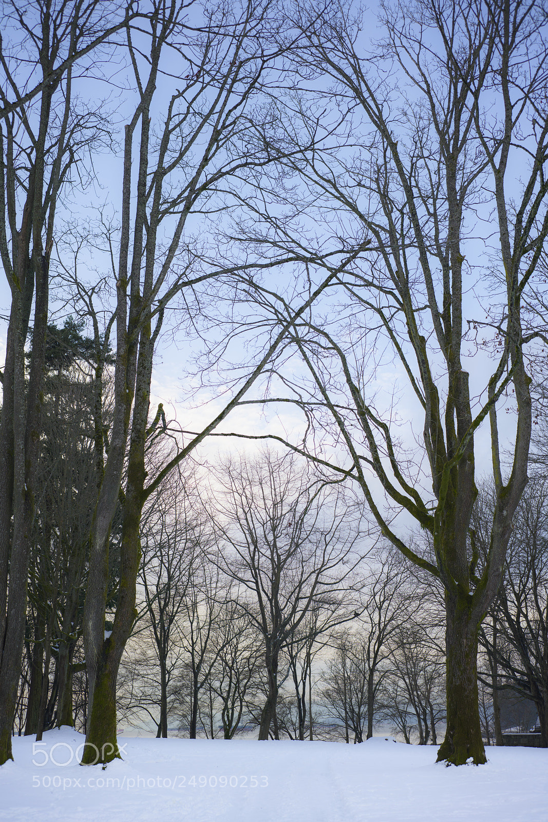 Sony a7R III sample photo. Cold day in the photography