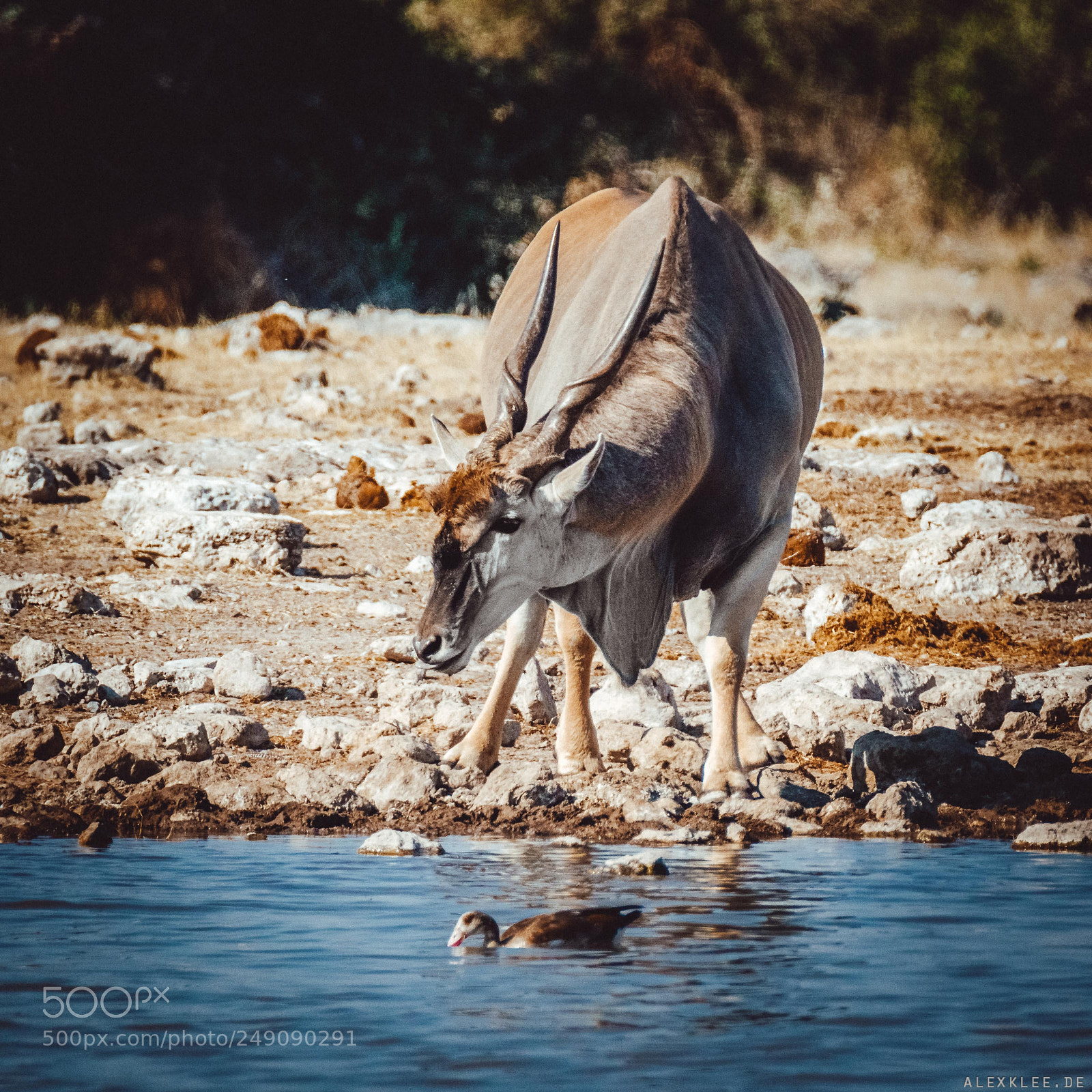 Canon EOS 7D Mark II sample photo. The common eland and photography