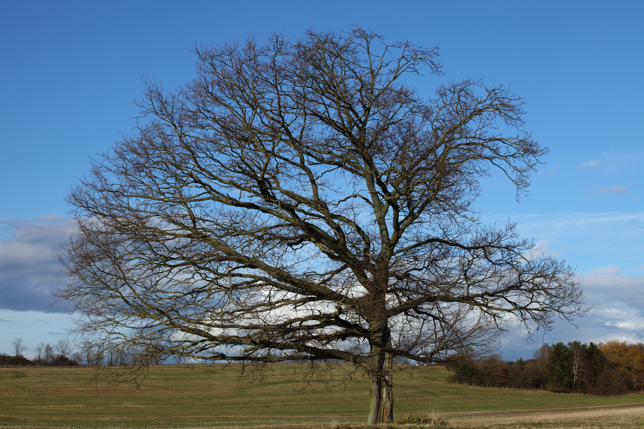 Canon EF 70-200mm F4L USM sample photo. The lonely tree photography
