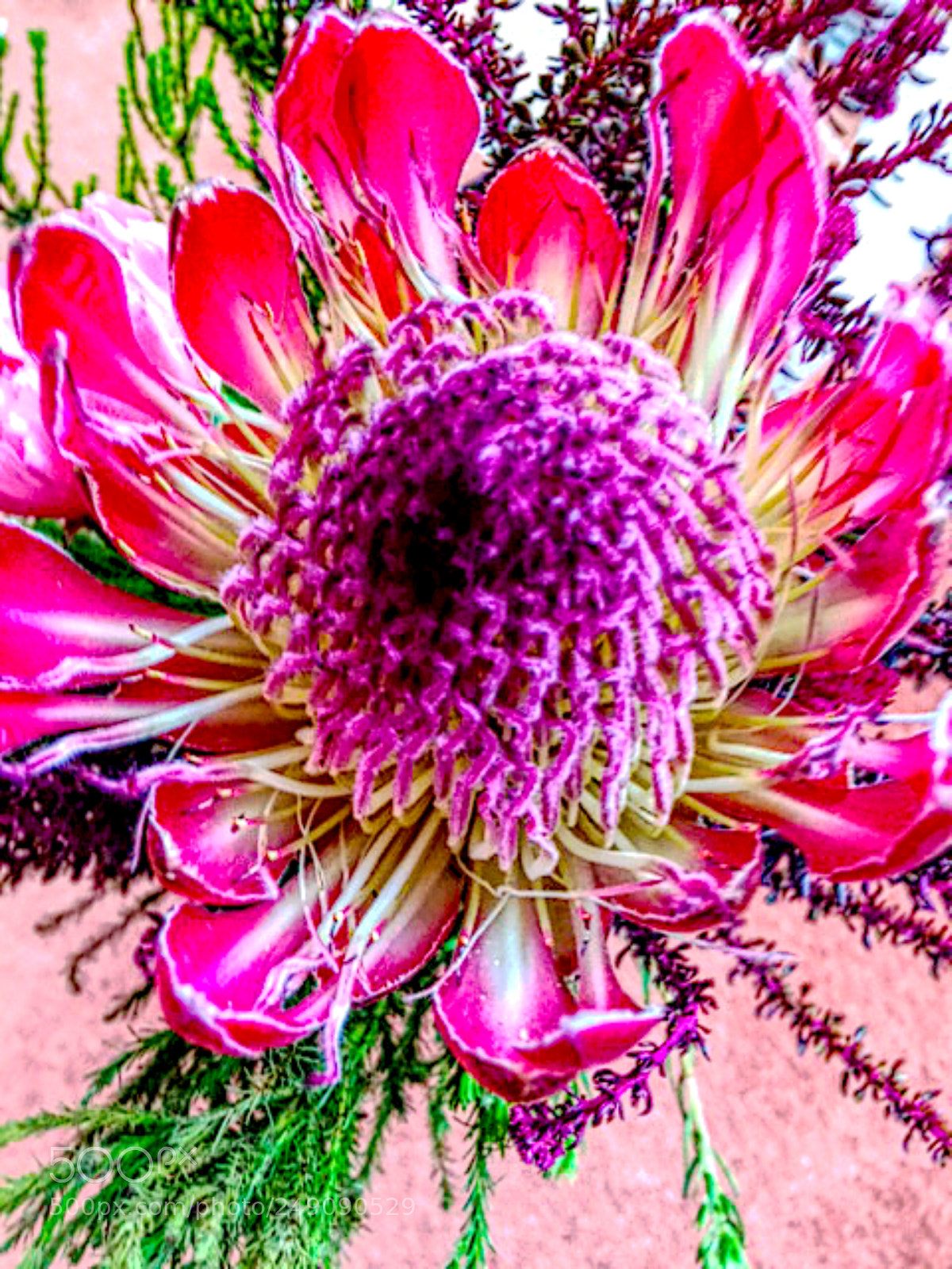 Apple iPhone 5s sample photo. Bloom photography