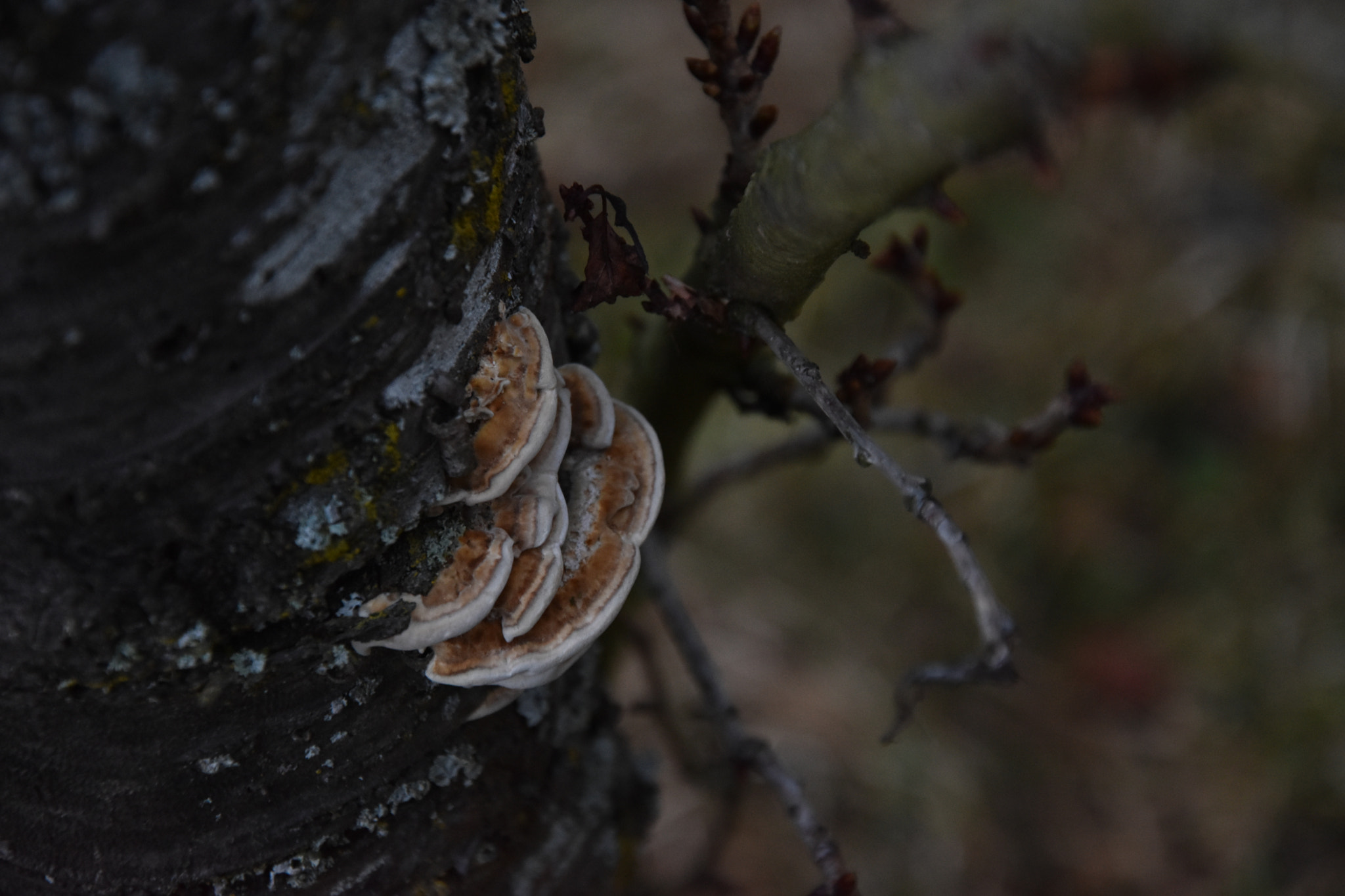 Nikon D5600 sample photo. Beautree photography