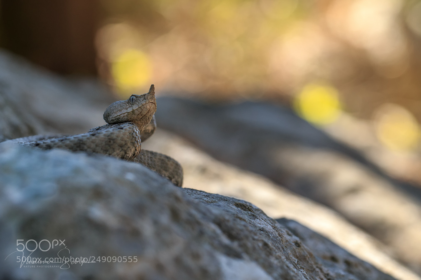 Canon EOS-1D X sample photo. Nose-horned viper (vipera ammodytes) photography