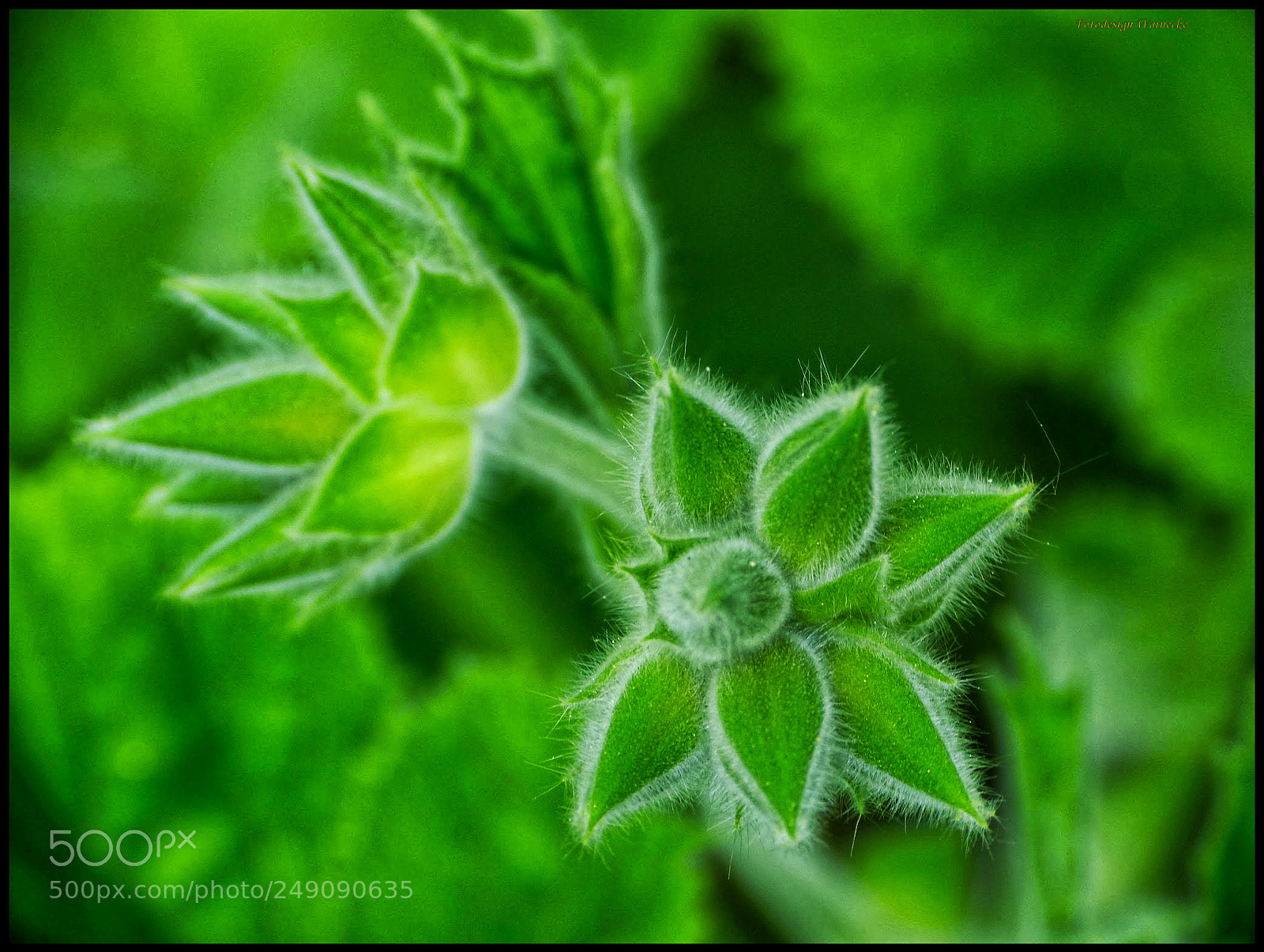 Panasonic Lumix DMC-FZ150 sample photo. Geranium photography