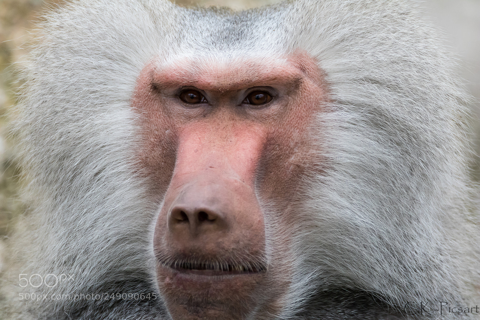 Canon EOS 760D (EOS Rebel T6s / EOS 8000D) sample photo. The monkey photography