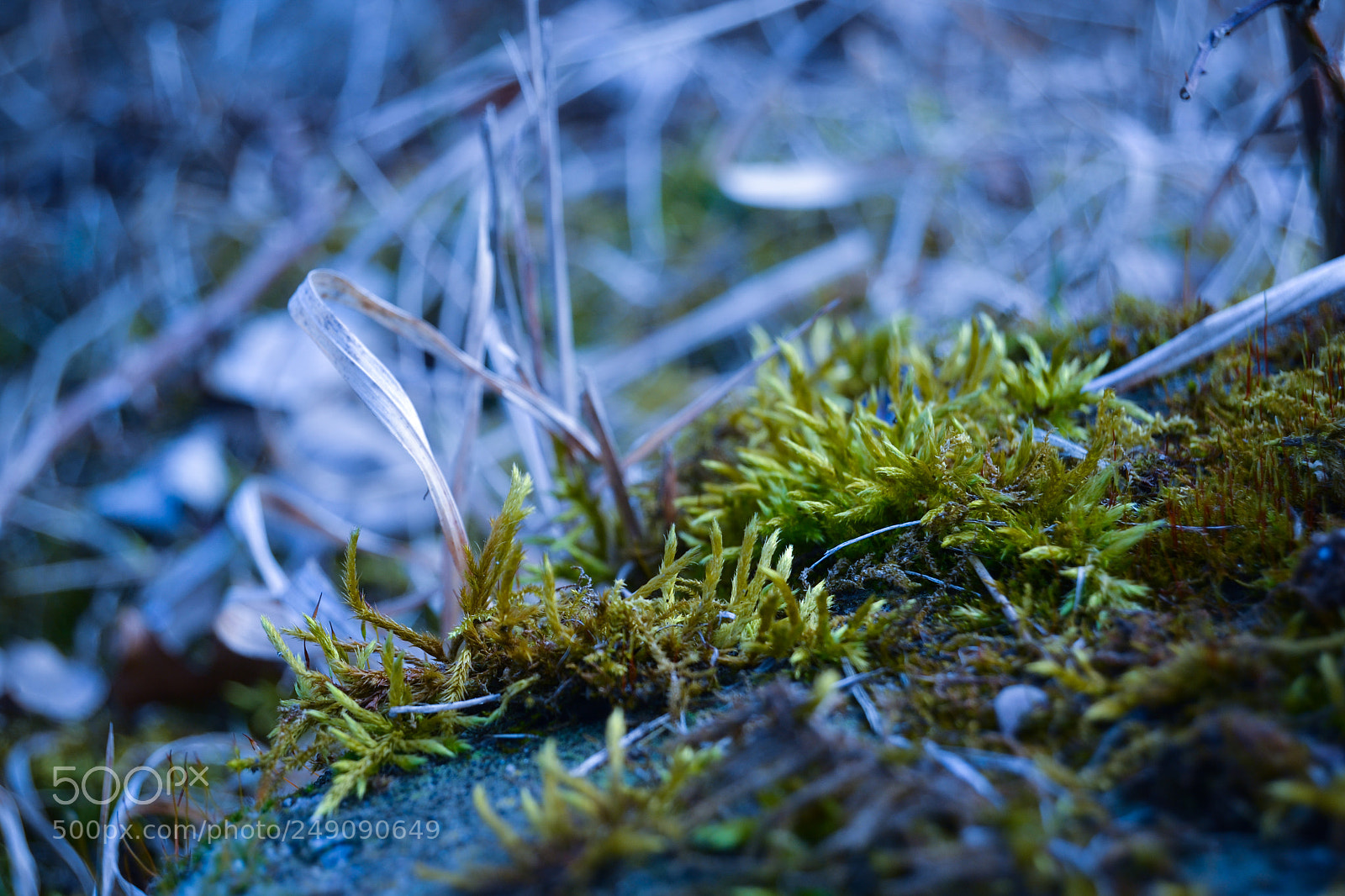 Nikon D3100 sample photo. Little moss photography