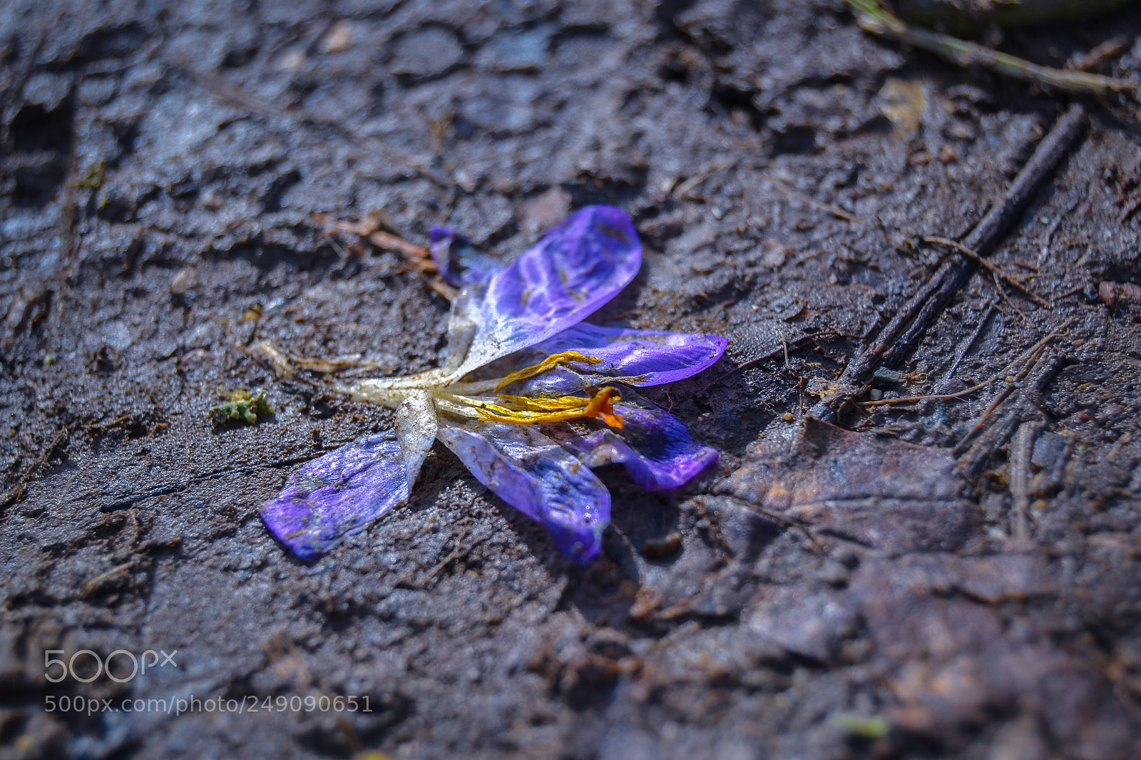 Nikon D3100 sample photo. Dead crocus photography