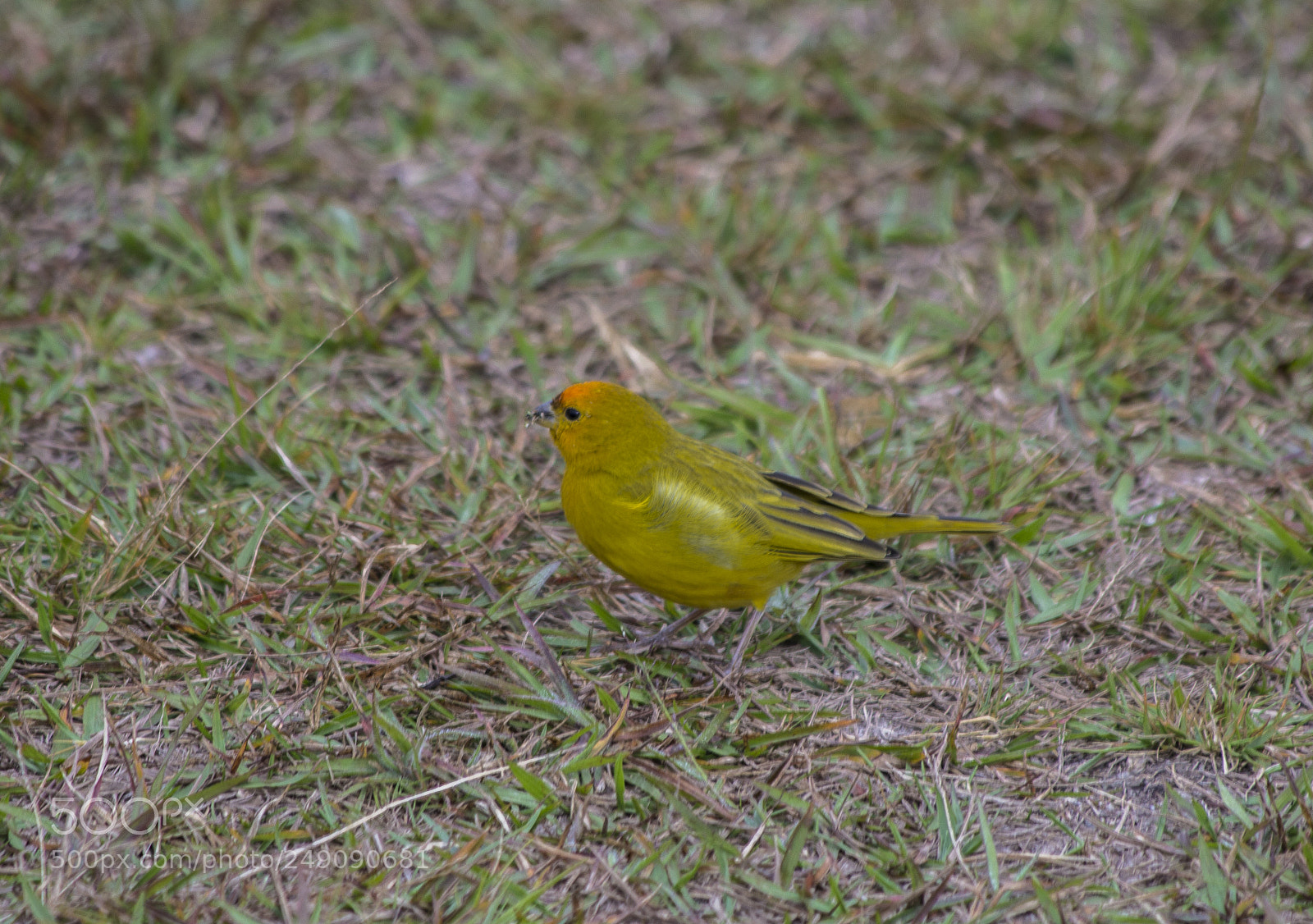 Canon EOS 60D sample photo. Canario amarelo photography