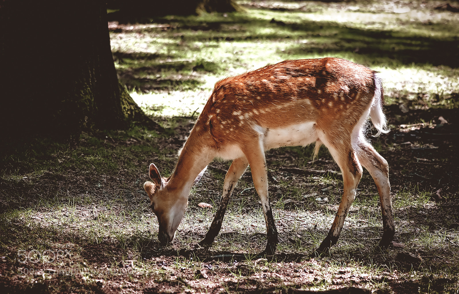 Canon EOS 30D sample photo. Just a deer... photography