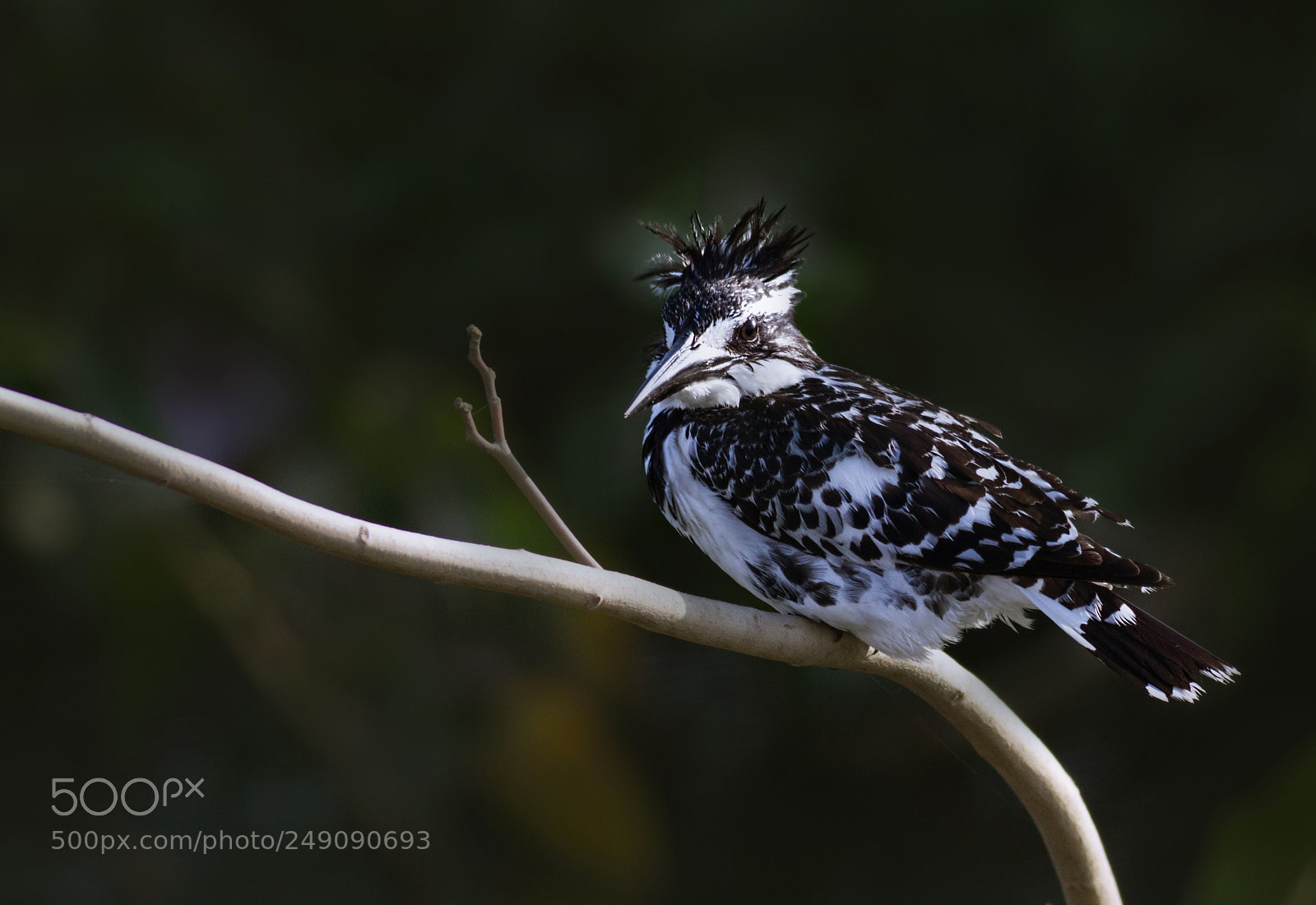 Canon EOS 7D sample photo. In love with kingfishers photography