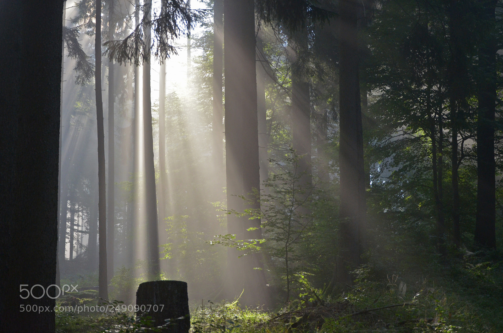 Nikon D5100 sample photo. In the fairytale forest ... photography