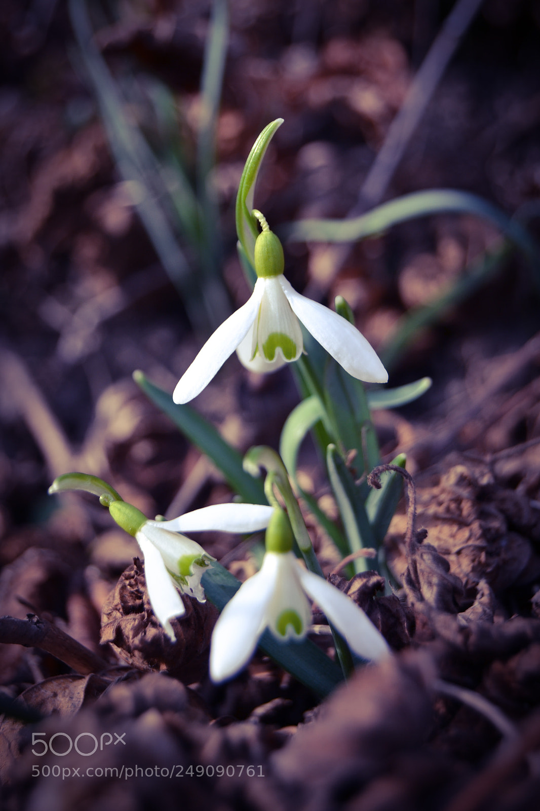 Nikon D3100 sample photo. Snowdrop photography