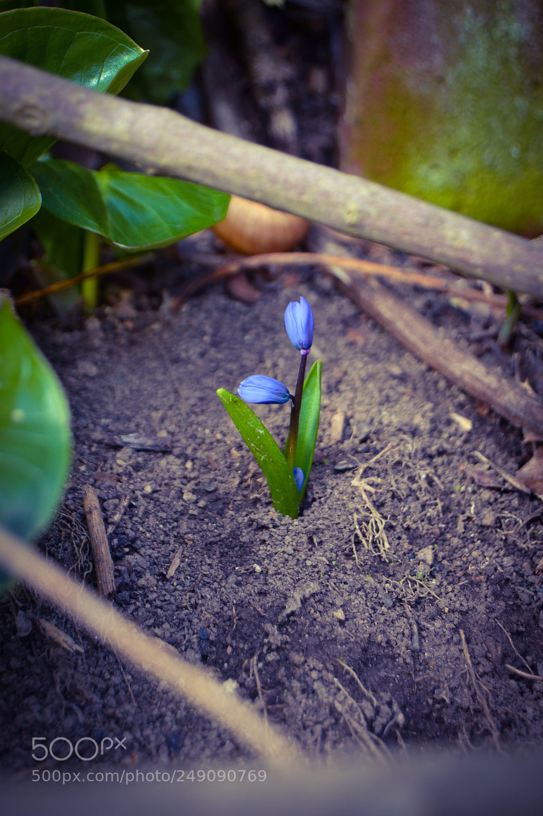 Nikon D3100 sample photo. Little purple flower photography