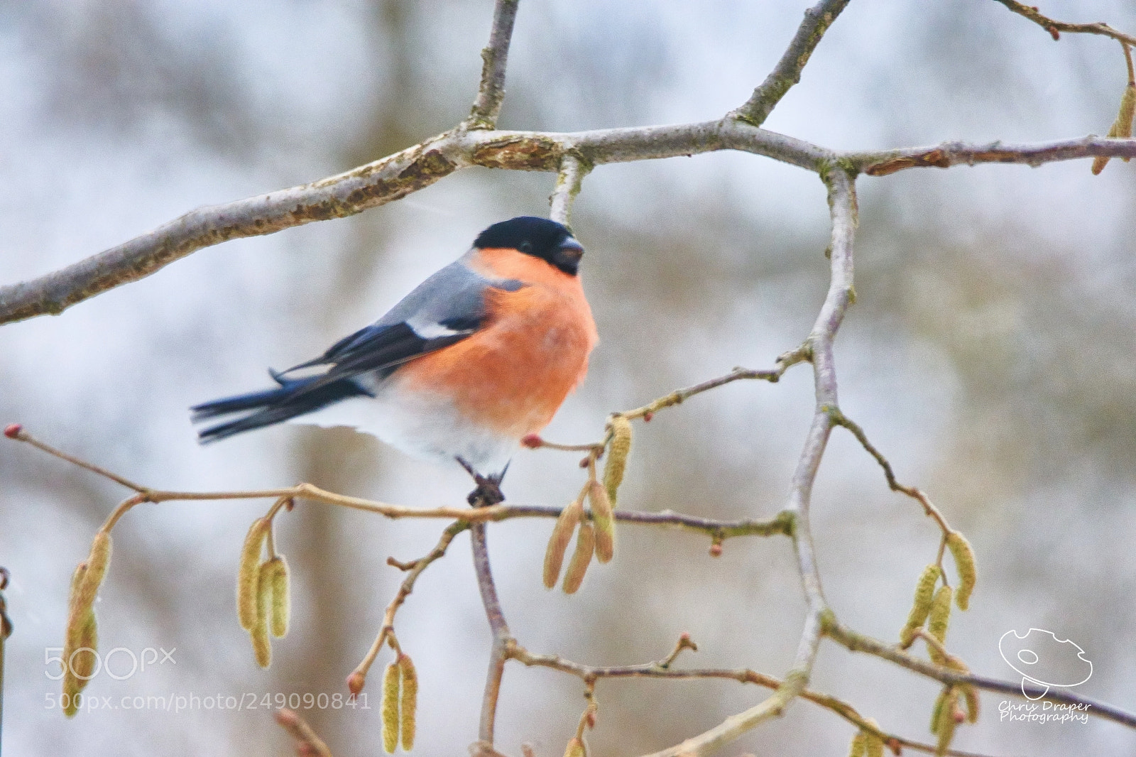 Sony ILCA-77M2 sample photo. Bullfinch photography