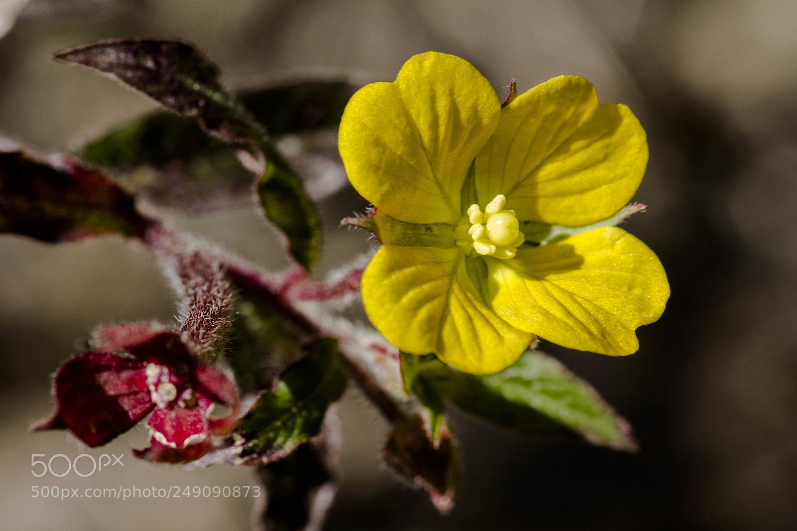 Canon EOS 60D sample photo. Flores do cerrado photography