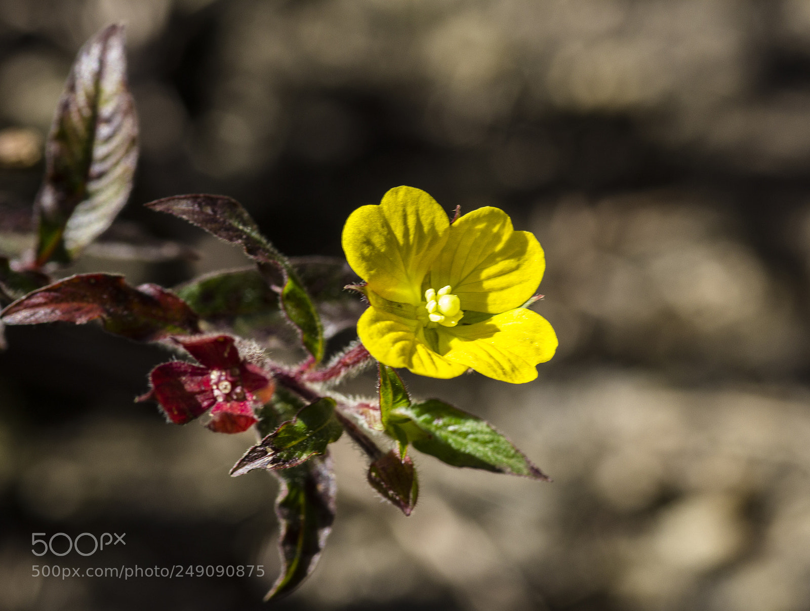 Canon EOS 60D sample photo. Flores do cerrado photography